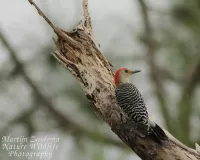 Roodbuikspecht [Melanerpes carolinus]